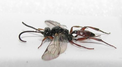 Cryptinae