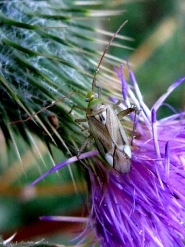 Réf. 37 375 : Adelphocoris sp.