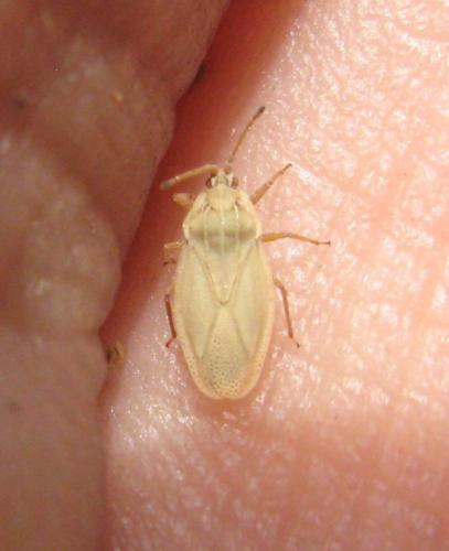 Réf. 37 223 : Tingis auriculata
