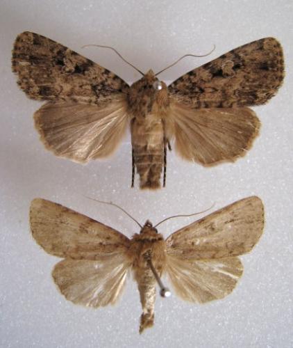 Réf. 37 450 : Amphipyra effusa