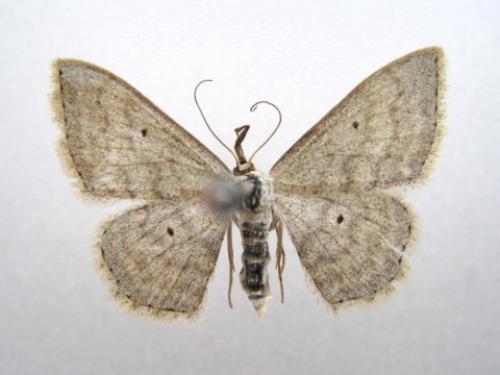 Réf. 37 585 : Scopula incanata