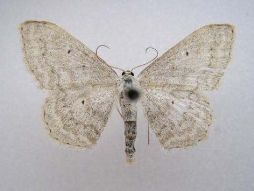 Réf. 37 586 : Scopula incanata