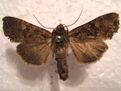 Lacanobia aliena
