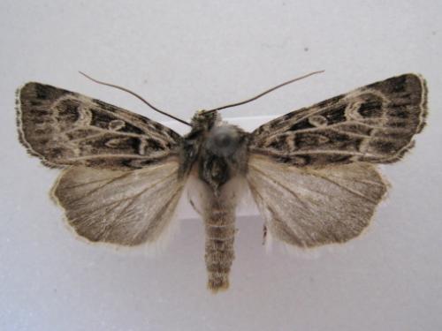 Réf. 37 748 : Chersotis sp.