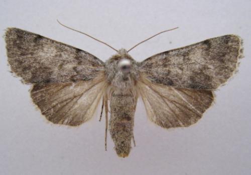 Réf. 37 880 : Dichagyris renigera
