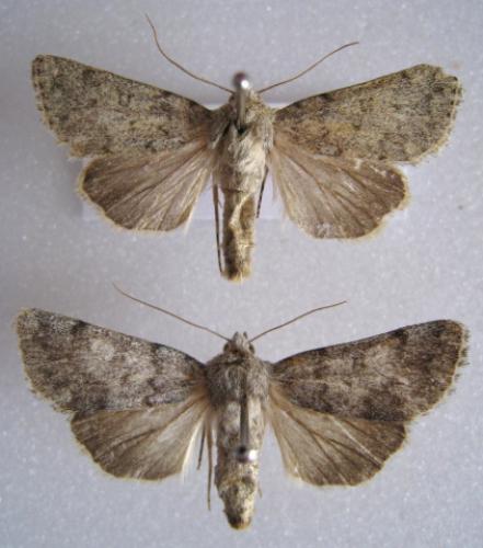Dichagyris renigera