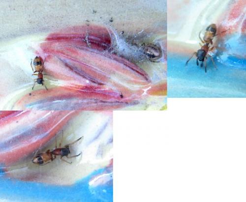 Myrmarachne formicaria