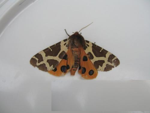 Arctia caja