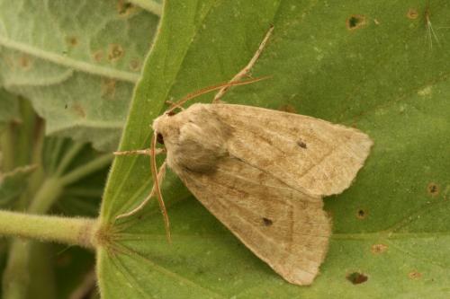 Réf. 37 496 : Hydraecia osseola
