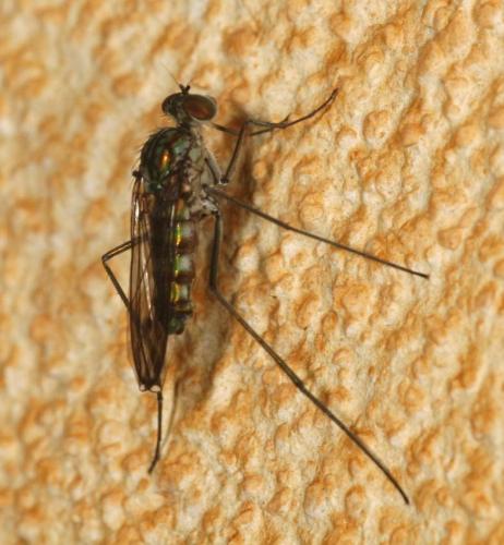 Liancalus virens
