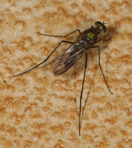 Liancalus virens