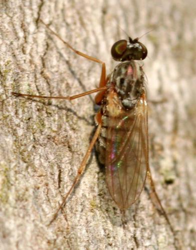 Réf. 37 908 : Medetera sp.