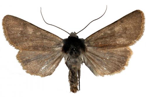 Rhyacia helvetina