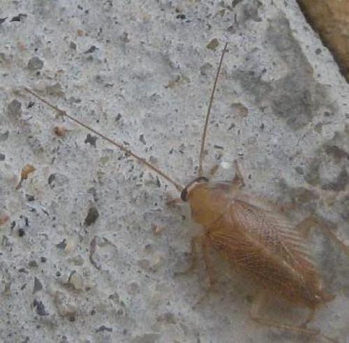 Ectobius pallidus