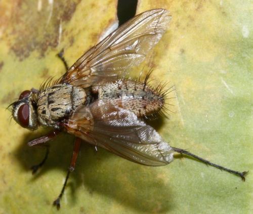Réf. 37 024 : Dexia rustica