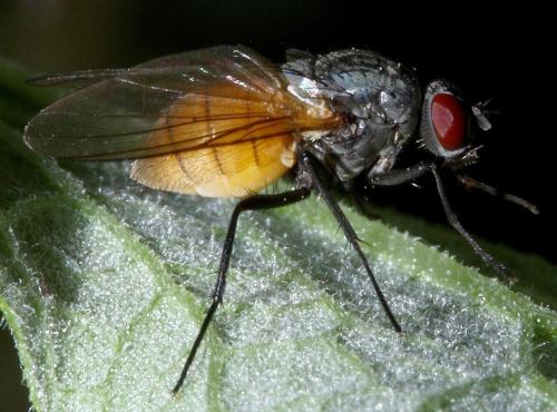 Thricops semicinereus