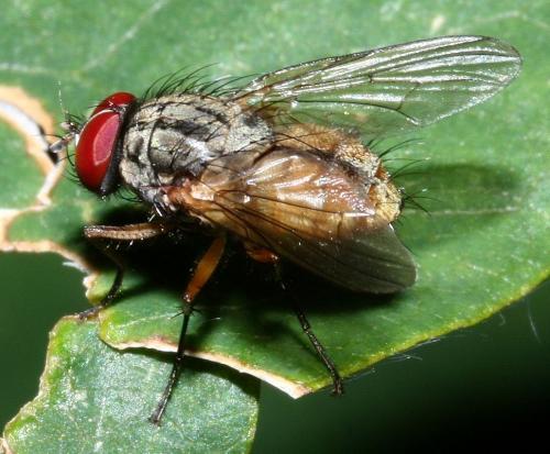 Réf. 37 149 : Thricops simplex