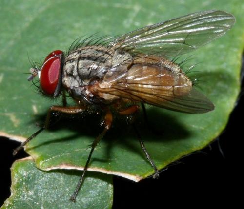 Réf. 37 154 : Thricops simplex