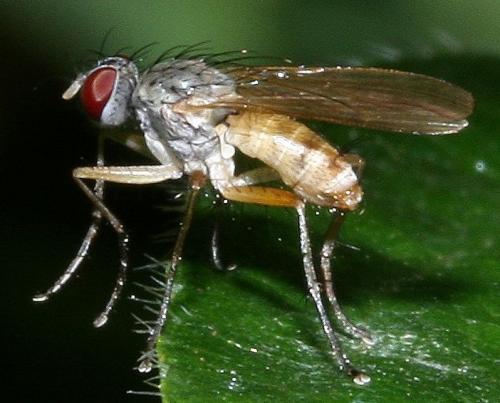 Coenosia mollicula