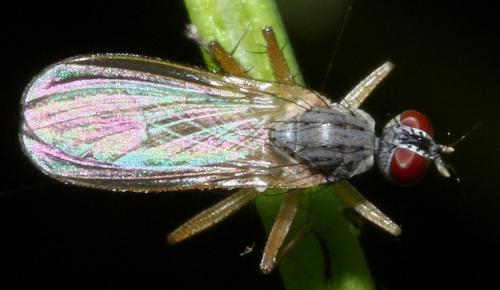 Réf. 37 197 : Coenosia mollicula