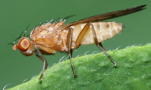 Opomyza florum