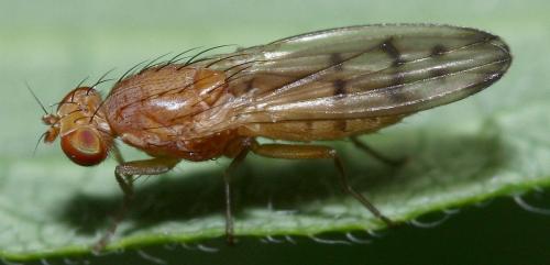 Opomyza florum
