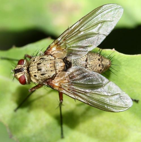 Réf. 37 015 : Dexia rustica