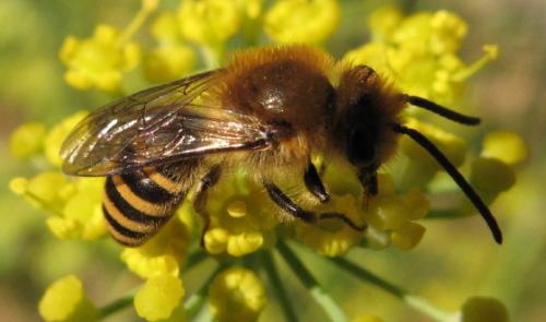 Colletes sp.
