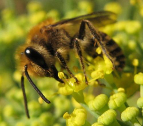 Colletes sp.