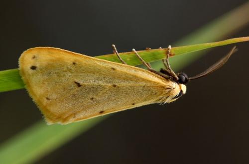 Réf. 37 572 : Setina irrorella