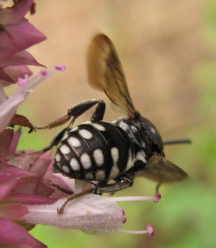 Epeolus fallax