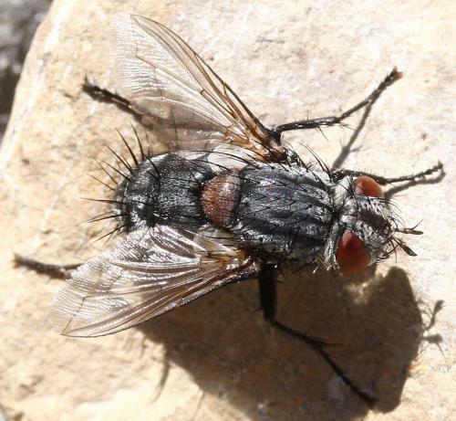 Onychogonia sp.