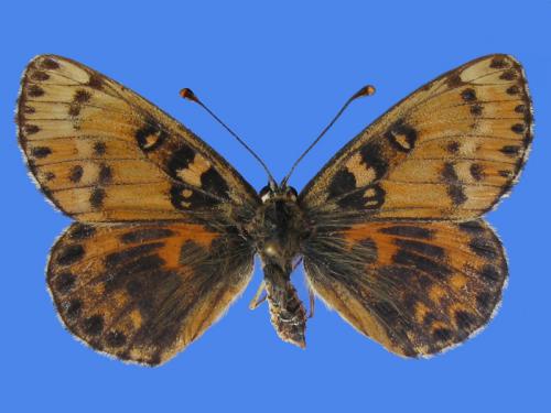 Réf. 37 183 : Melitaea sp.