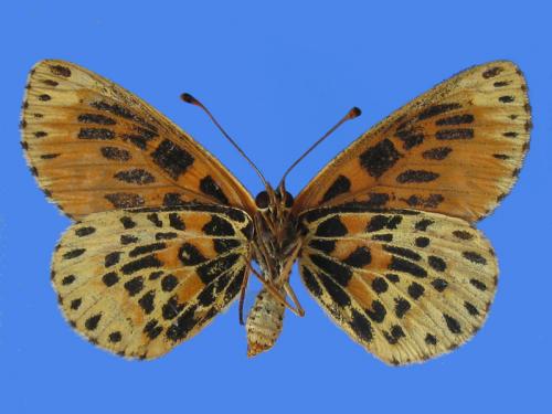 Melitaea sp.