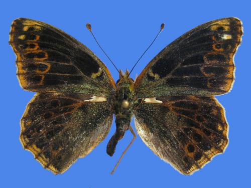 Issoria lathonia