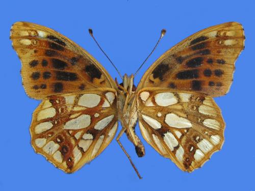 Issoria lathonia