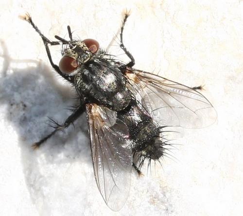 Réf. 37 120 : Voria ruralis