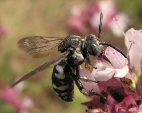 Epeolus fallax