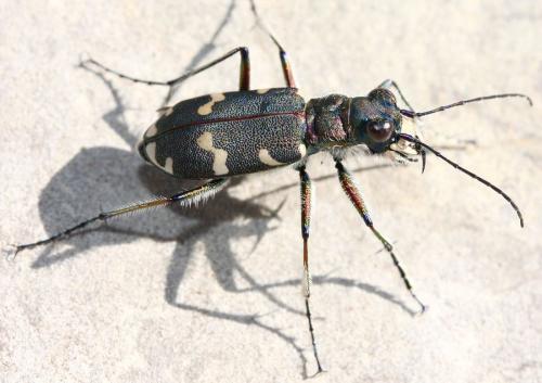Réf. 37 424 : Cicindela hybrida