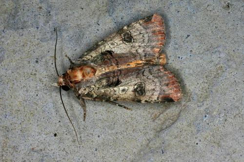 Epilecta linogrisea