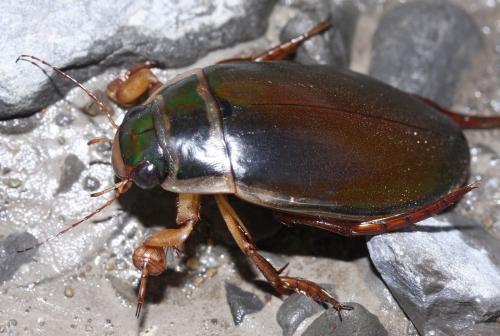 Dytiscus circumflexus
