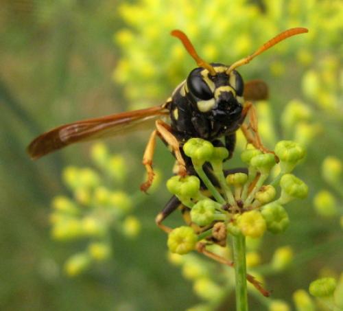 Polistes semenowi