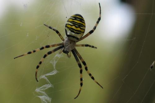 Réf. 37 074 : Argiope bruennichi