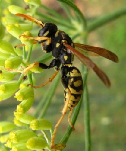 Polistes semenowi