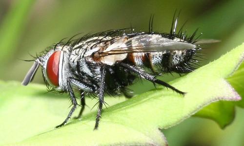 Dolichocolon paradoxum
