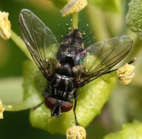 Réf. 37 837 : Meigenia sp.