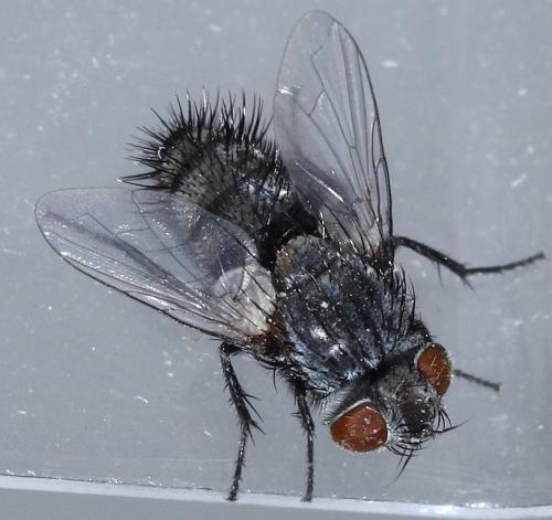 Phryxe vulgaris