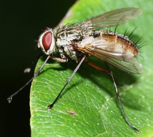 Réf. 37 796 : Dexia rustica