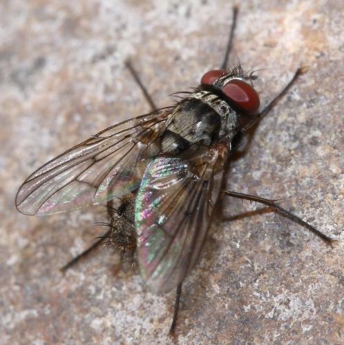 Réf. 37 959 : Helina sexmaculata
