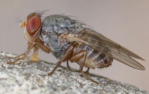 Prosopomyia pallida